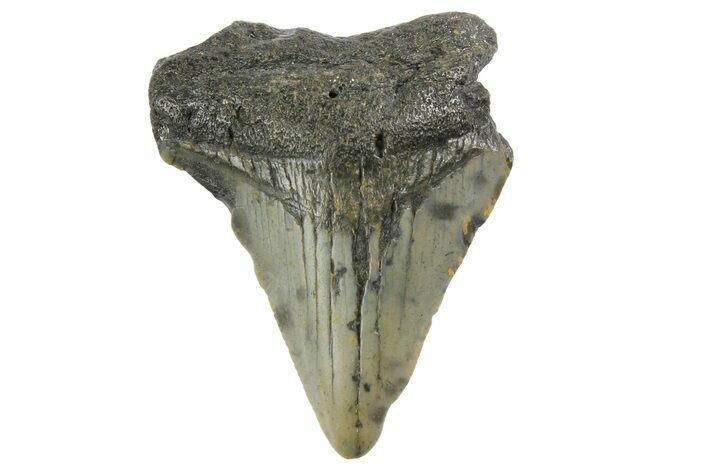 Bargain, Megalodon Tooth - North Carolina #152842